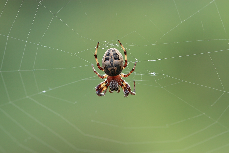 Larinioides sp.